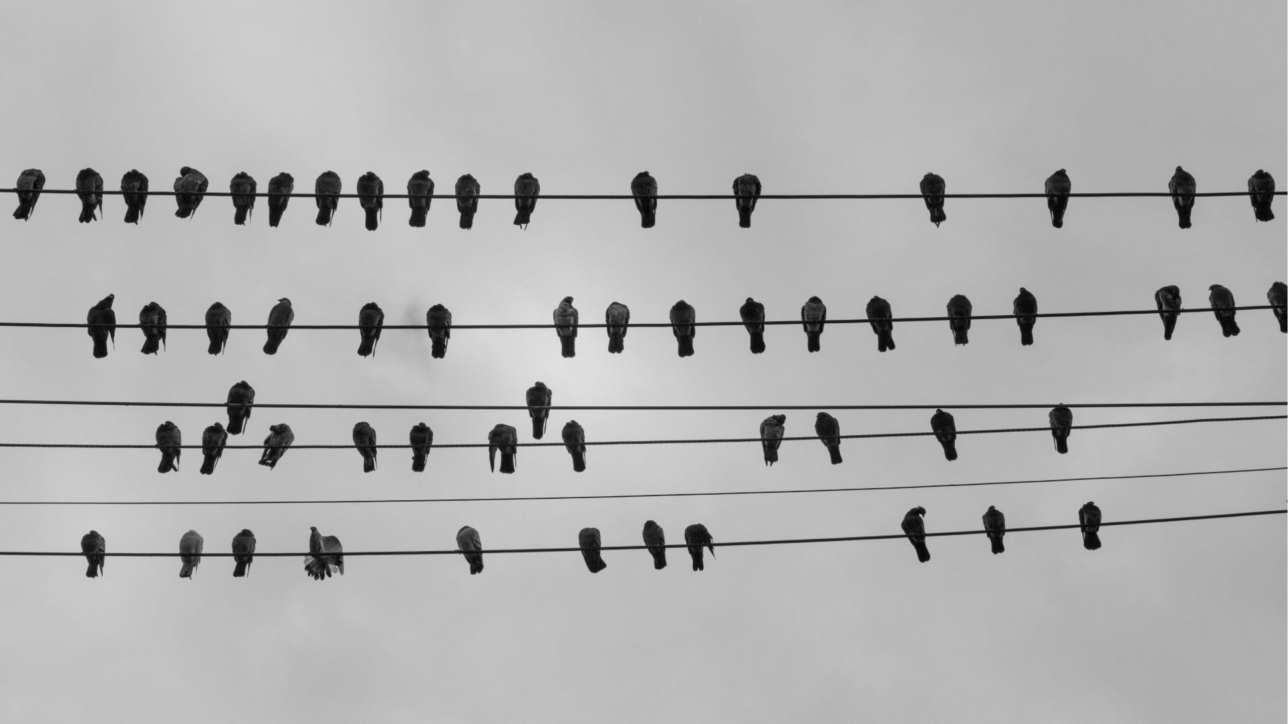 Organisationsaufstellungen